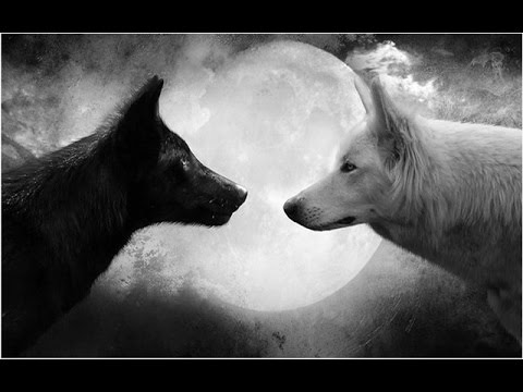 Riflessione sul Lupo bianco, lupo nero, leggenda indiana (Cherokee).